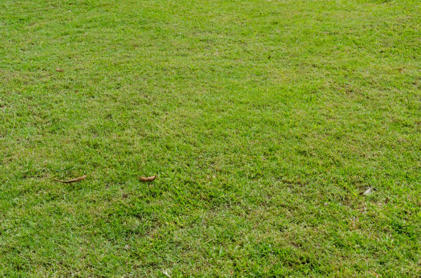 istock Green grass texture for background. Green lawn pattern and texture background. Close-up. 1215724976