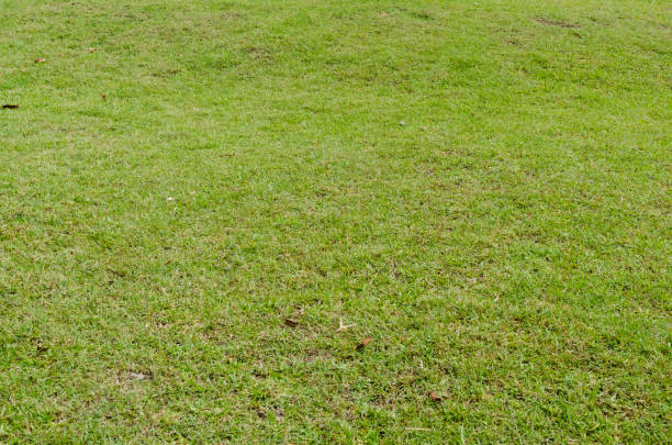 istock Green grass texture for background. Green lawn pattern and texture background. Close-up. 1215724977