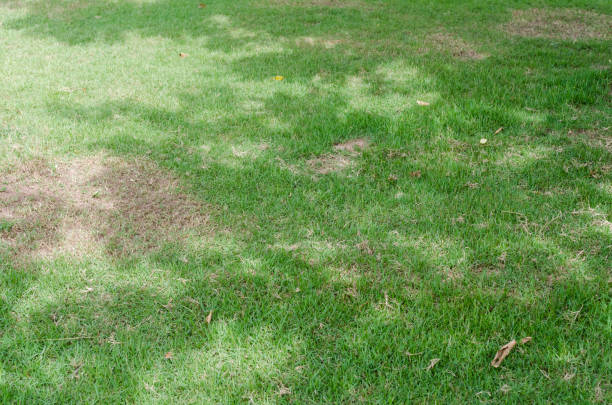 istock Green grass texture for background. Green lawn pattern and texture background. Close-up. 1215725049