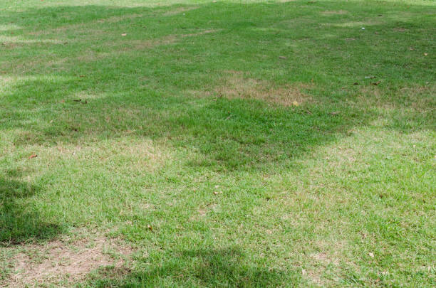 istock Green grass texture for background. Green lawn pattern and texture background. Close-up. 1215725128
