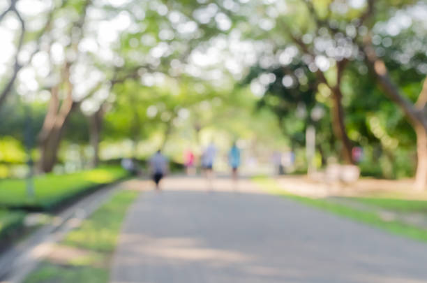 istock Park tree in the morning ,park garden tree in nature background 1215725185