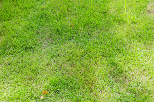 istock Green grass texture for background. Green lawn pattern and texture background. Close-up. 1215725906