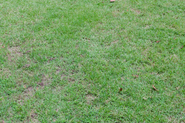 istock Green grass texture for background. Green lawn pattern and texture background. Close-up. 1215725943