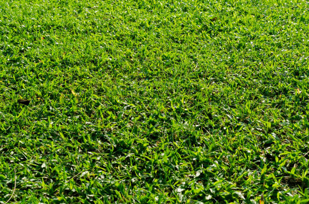 istock Green grass texture for background. Green lawn pattern and texture background. Close-up. 1215725946