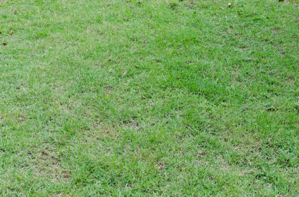 istock Green grass texture for background. Green lawn pattern and texture background. Close-up. 1215726049