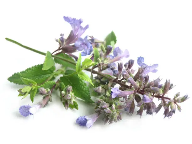 The leaves and flowers have repellent properties
Catnip contains the essential oil nepetalactone which affect cats.