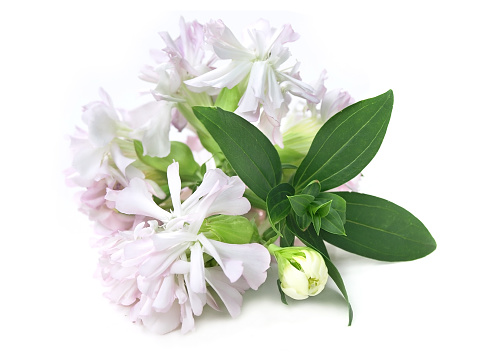 The leaves and flowers are used in traditional medicine and cosmetic industry.