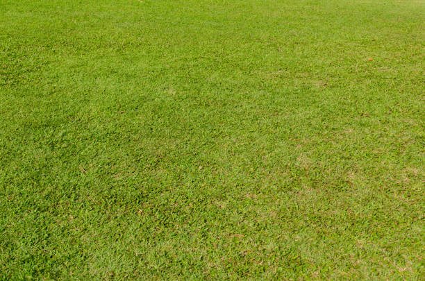 istock Green grass texture for background. Green lawn pattern and texture background. Close-up. 1215726168
