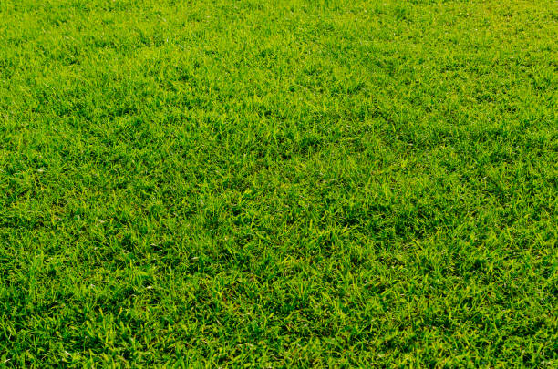 istock Green grass texture for background. Green lawn pattern and texture background. Close-up. 1215726219