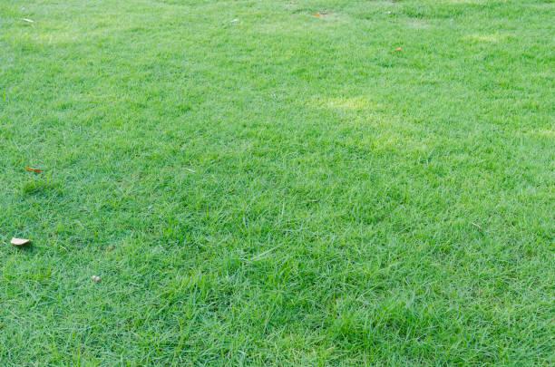 istock Green grass texture for background. Green lawn pattern and texture background. Close-up. 1215726485