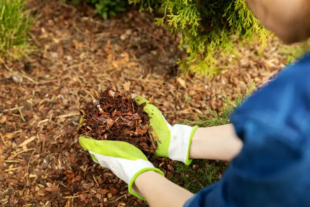 Photo of mulching garden conifer bed with pine tree bark mulch