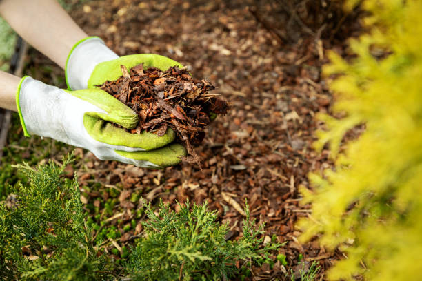 istock mulching garden conifer bed with pine tree bark mulch 1215726927