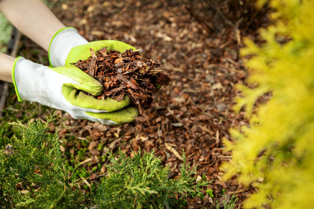 mulching garden conifer bed with pine tree bark mulch stock photo