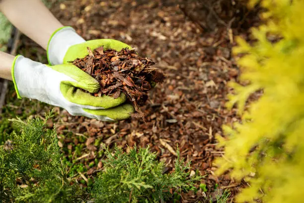 Photo of mulching garden conifer bed with pine tree bark mulch