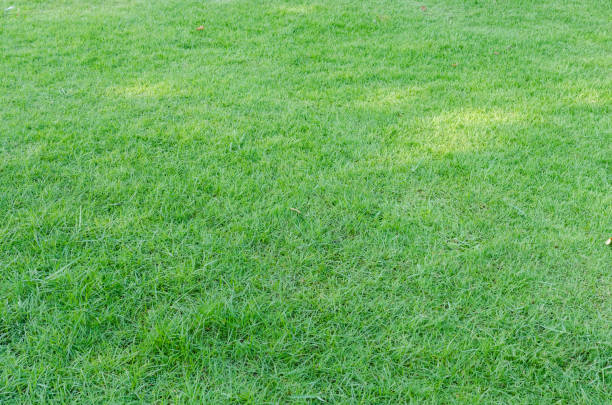 istock Green grass texture for background. Green lawn pattern and texture background. Close-up. 1215727001