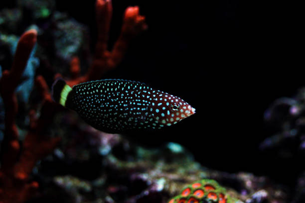 istock White spotted saltwater wrasse fish - Melanurus Anampses 1215728133