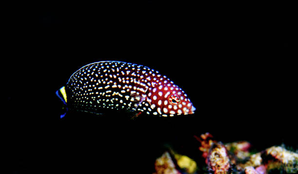 istock White spotted saltwater wrasse fish - Melanurus Anampses 1215728151