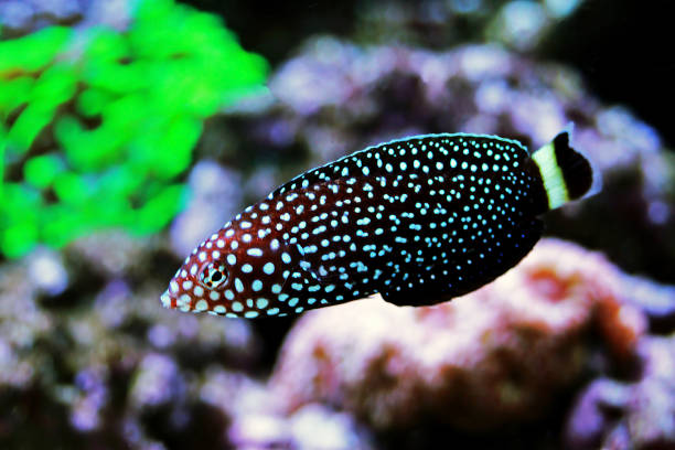 istock White spotted saltwater wrasse fish - Melanurus Anampses 1215728156
