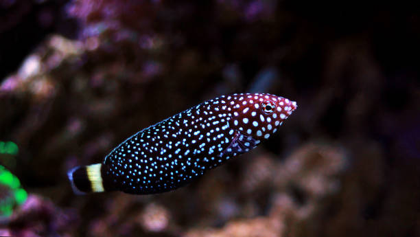 istock White spotted saltwater wrasse fish - Melanurus Anampses 1215728158