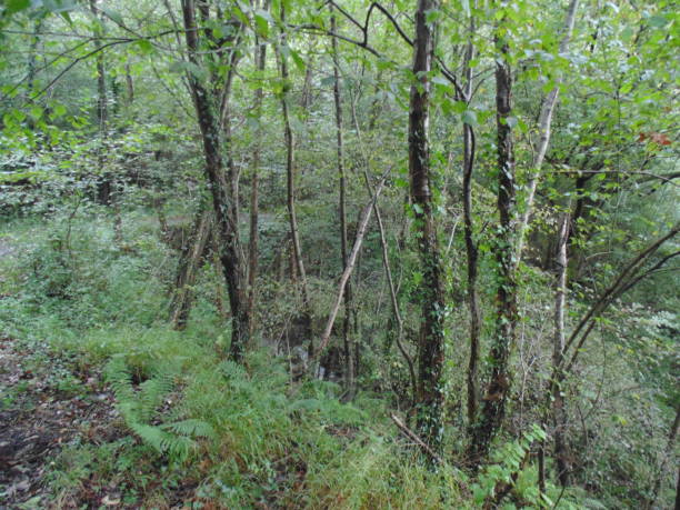 istock a forest full of nature 1215728180