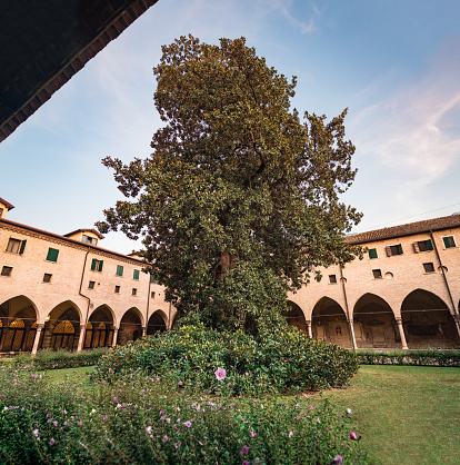 Magnolia of the Saint of Padua, is a majestic tree planted in 1810 located in the cloister of Sant'Antonio of Padua Basilica, Italy