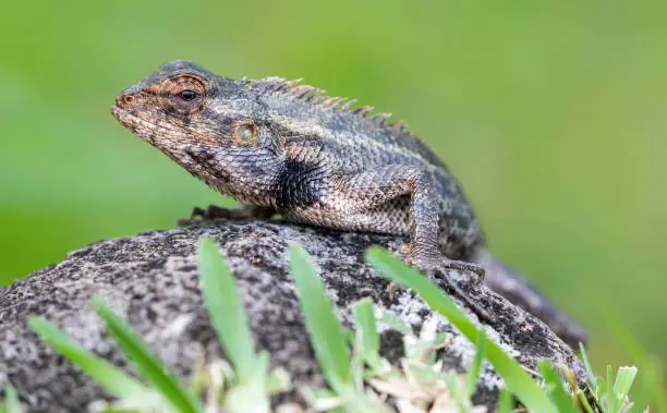 Photo of Close-up view of a male Oriental garden lizard (Calotes versicolor) in camouflage