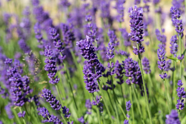 istock Garden with the flourishing lavender 1215729921