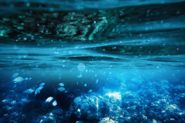 istock Ripple underwater in tropical sea with fish on coral reef 1215731414