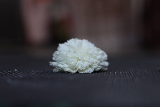 istock white coloured chamanthi flowers in india 1215732111
