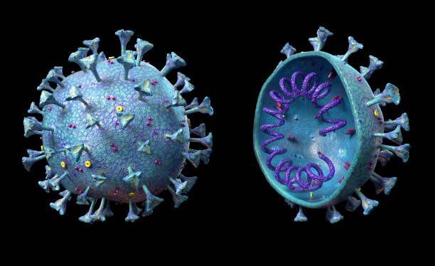 istock Corona virus scene with detailed structure and cross section. 1215732608