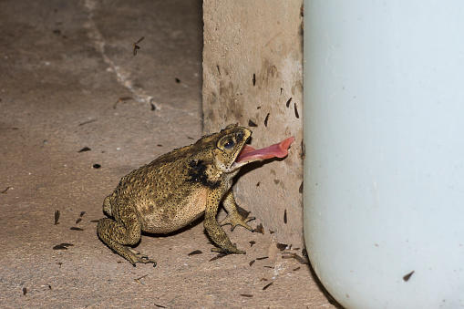 African toad sitting on a handrail in a lodge in the Kruger National Park in South Africa