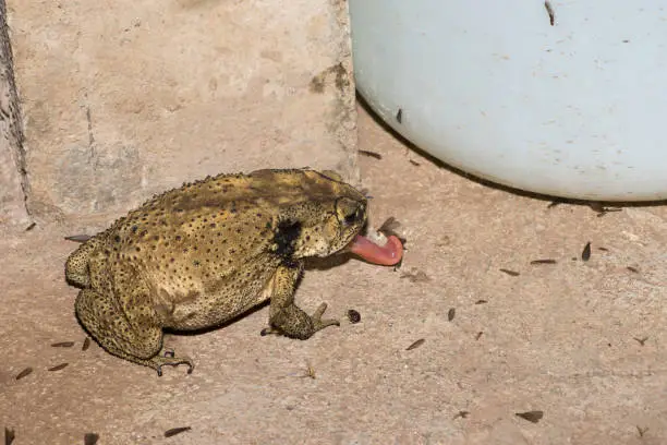 Photo of Toads and insect groups, toads of food