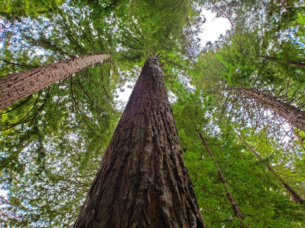 istock New Zealand Redwoods 1 1215736864