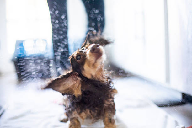 A young woman gives her longhaired dachshund a bathA young woman gives her longhaireds dachshund a bath