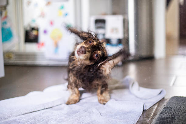 donner aux dachshunds à cheveux longs un bain - soaking tub photos et images de collection