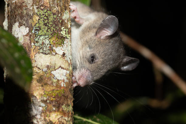 istock A Madagascar rat climbs on the branches of a tree 1215737374