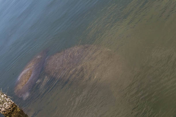 istock Mama Manatee and Her Calf 1215737558
