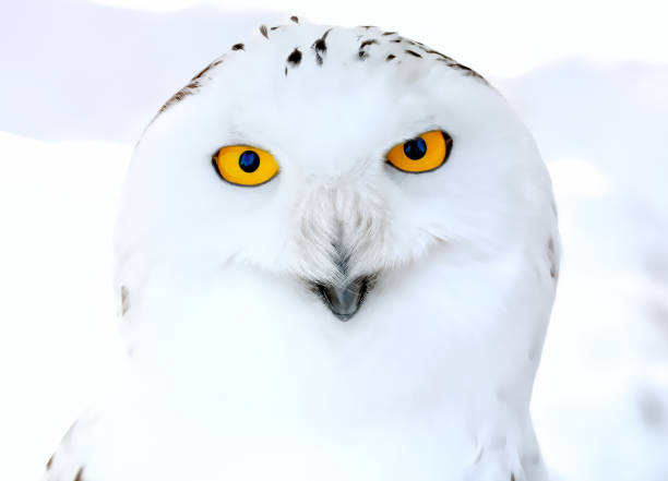schneeeule (foto-illustration) - owl snowy owl snow isolated stock-fotos und bilder
