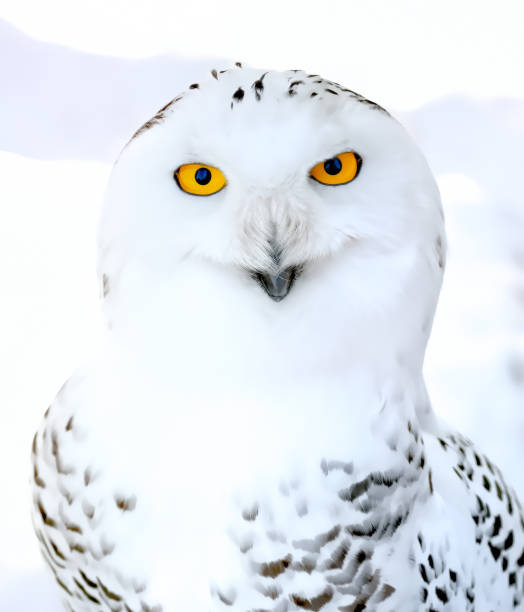 schneeeule (foto-illustration) - owl snowy owl snow isolated stock-fotos und bilder