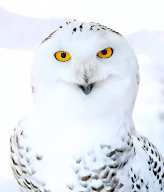 снежная сова (фото иллюстрация) - owl snowy owl snow isolated стоковые фото и изображения