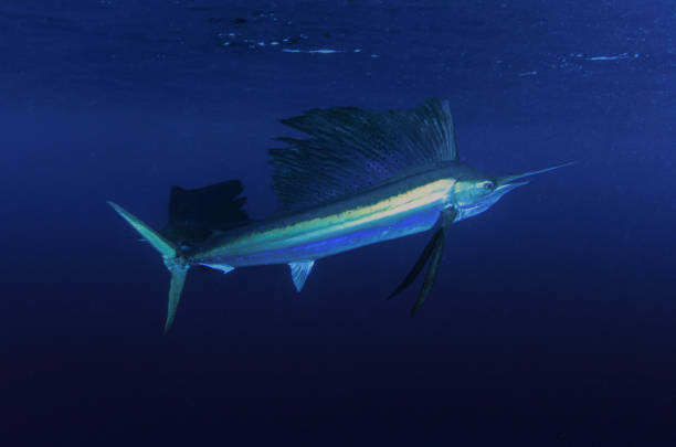 voile de poisson marlin - espadon photos et images de collection