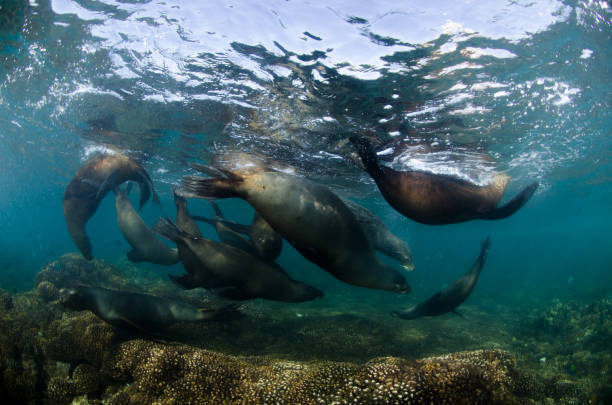 istock foca sea lion otaria 1215739476