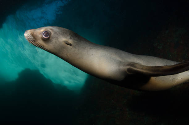 istock foca sea lion otaria 1215739531