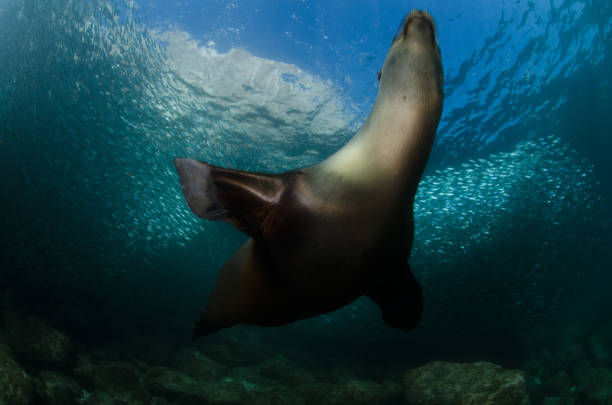 istock foca sea lion otaria 1215739544