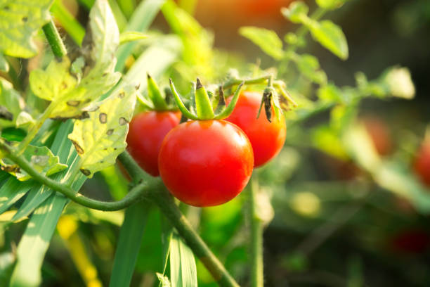 istock Cherry Tomatoes in the garden farm 1215740312