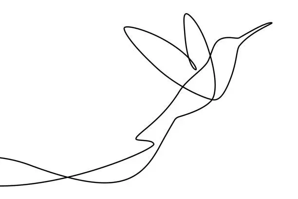 Vector illustration of hummingbird continuous line