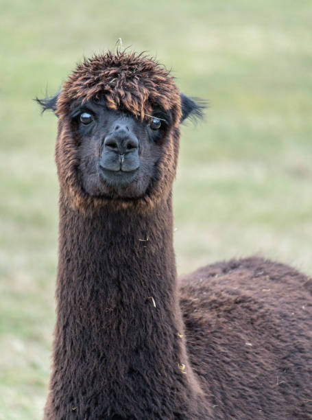 istock Alpaca, Alpaca, Meissen, Saxony 1215741616