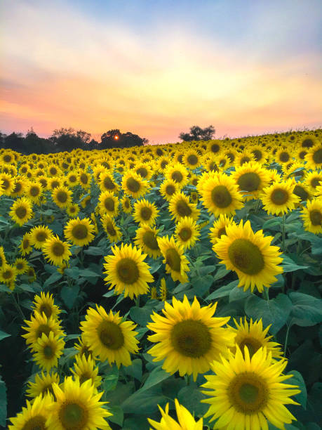 istock Sunsets at Colby Farm 1215741739