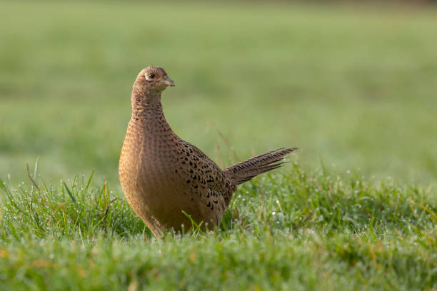 Female pheasant close up with morning sunlight. Single wild bird on the ground on farmland grass. Mottled brown feathered wlidlife.