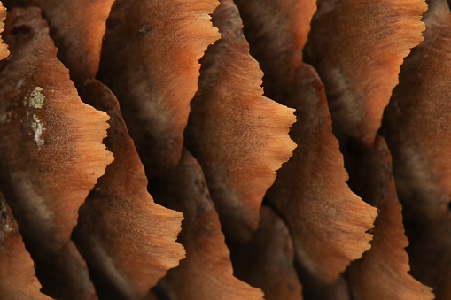 A spruce tree cone close up macro photography brown pattern fish scale looking pattern